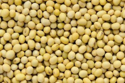 圣豆102大豆种子简介,6月10-25日播种
