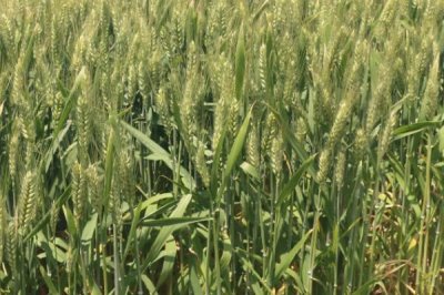 兆育麦13小麦品种简介,适宜播期为10月5日~15日