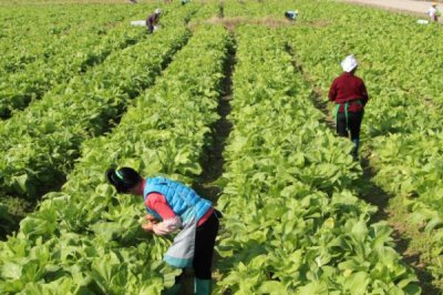 蔬菜叶面肥的种类，分为有机营养型、无机营养型和微生物型等