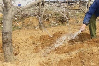桃树秋施基肥的方法,可在行间开沟施肥
