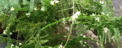 云竹开花的寓意，有着竹报平安的含义