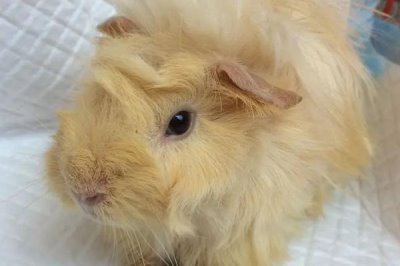 逆毛绒豚如何人工养殖,可池养、笼式养殖、立体式养殖等