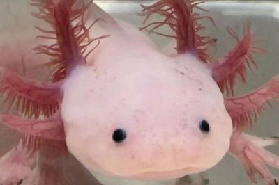 六角恐龙鱼逐渐死亡的原因，一般是生病、缺氧、水温过高造成