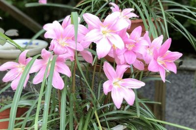 韭菜莲不开花的原因及解决方法，缺乏光照或者肥水不足均会导致