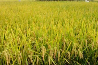 苏粳4699水稻种简介，特别注意纹枯病和穗颈瘟的防治