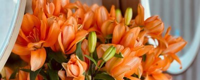 橙色百合花的寓意，寓意荣誉、胜利、富贵等