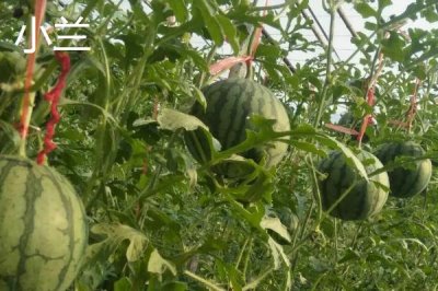 西瓜有哪些常见品种,包括麒麟瓜、黑美人瓜、无籽西瓜等种类