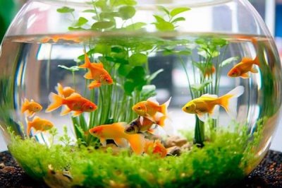 盐对于观赏鱼养殖的作用,可有效杀菌并预防一些疾病