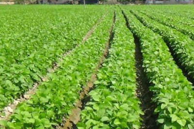 毛豆可以施尿素吗，苗期及结荚期时施加