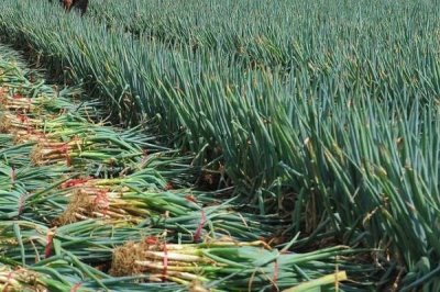 大葱保鲜技术，试试这5种方法