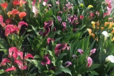 彩色马蹄莲种植方法，对水分要求比较挑剔