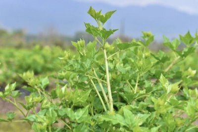 广东恩平市的特产,恩平烧饼令人百吃不厌