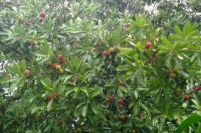 采摘杨梅后的果树管理方法，收获后及时追肥很重要