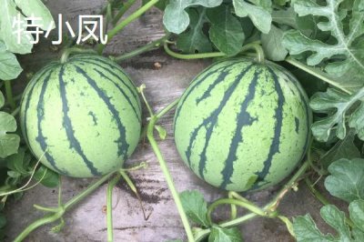 西瓜常见品种介绍,不同品种大小不一