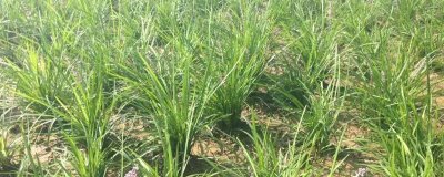 如何种植知母才能高产，株高达到15-20厘米时要做好追肥工作