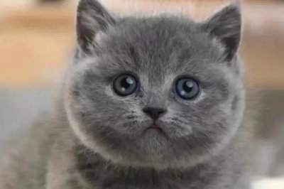 猫咪为什么喜欢抓蟑螂,昆虫对猫咪有着天然的诱惑力