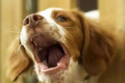 狗狗贫血的原因,可能是饮食不当或先天性疾病等原因导致的