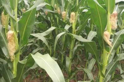 三千3号玉米种子特征特性,出苗至成熟104~137天