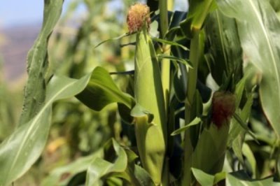 现代579玉米种子特点,适宜播种期4月下旬至5月上旬