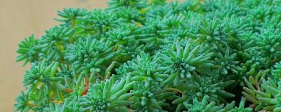 薄雪万年草的养殖方法,应注意及时掐掉不美观的枝条