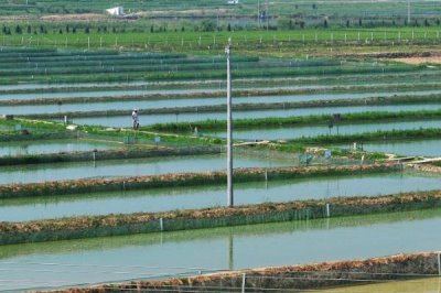 怎么养殖小龙虾,清塘消毒、培育浮游生物后再放入虾苗