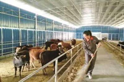 断奶犊牛怎么饲养，保持适温并定期消毒