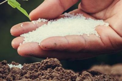 滴水观音冬天怎么养，将植株移到温暖的室内养殖