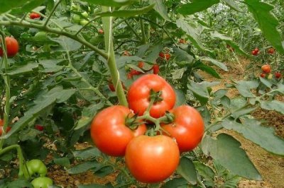 怎么防治番茄缺素症,缺氮可喷施尿素溶液