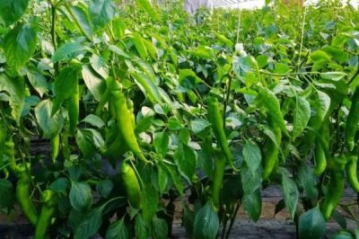 辣椒的施肥方式,不同生长阶段所需肥不同