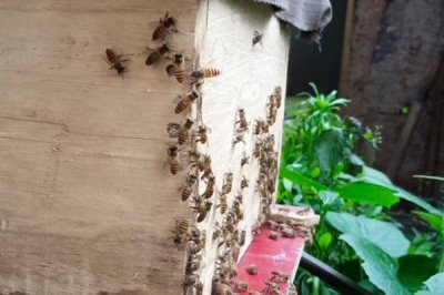 中蜂为什么容易飞逃,蜜源匮乏或病害严重都有可能