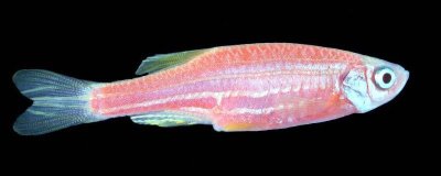 红斑马鱼褪色的原因，未投喂增色饲料、缺少光照、生病均会引起