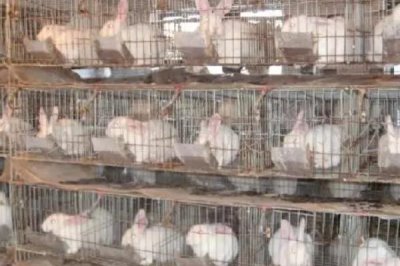 獭兔养殖的前期准备,选址很关键