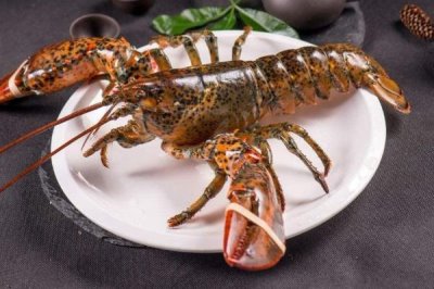 波士顿龙虾的特点,主要分布在大西洋北美洲海岸