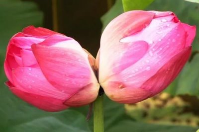 并蒂莲的花语，寓意夫妻恩爱、兄弟和谐等