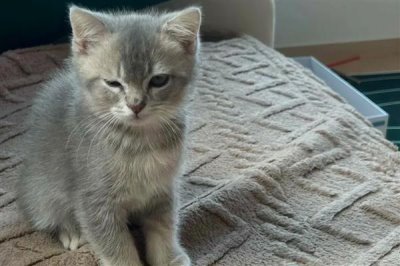 哪些人容易被猫咪抓伤,常见的有新人、小孩等