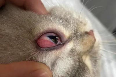 猫疱疹病毒的症状，各病程症状都不同