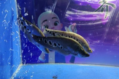 观赏鱼不喂的情况下能活几天,一般可以活一个月左右