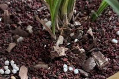 魔肥可以对什么花卉使用,对兰花施肥可以提高品质