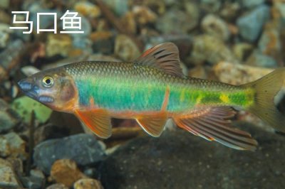 宽鳍鱲和马口鱼有什么区别，宽鳍鱲的胸鳍有黑色斑点