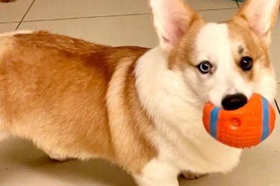 柯基幼犬饲养注意事项,要注意保护好牙齿和及时注射疫苗