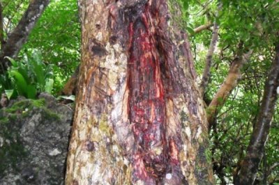 农村常见的树木,常见的有松树、杉树、樟树等