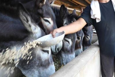 德州驴怎么育肥,一般育肥3-5个月