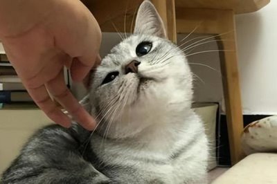 猫咪为何一直蹭人还叫唤,可能是正在发情等原因所导致