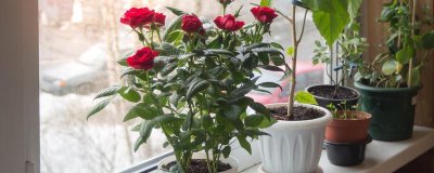 玫瑰花怎么种植，盆土要求疏松透气、排水良好