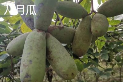 湖南张家界的特产,葛根粉最为出名