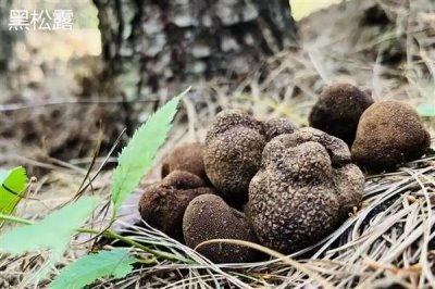 食用菌的种植市场,在我国市场需求大