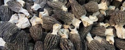 室内脱袋种植羊肚菌的方法，排列菌棒后要喷水覆叶