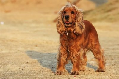 可卡的价格,市场上的常见品种一只需要800-2000元左右