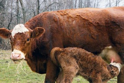 怀孕母牛流黄粘液的原因,可能是产道内细胞代谢异常
