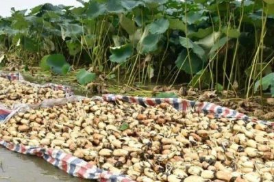 莲藕怎么种植，播种后将水位保持在6厘米左右